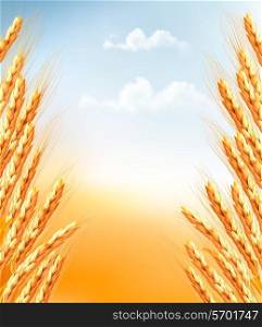 Ears of wheat background. Vector.