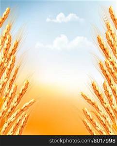 Ears of wheat background. Vector.