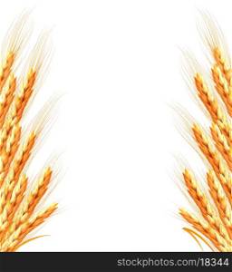 Ears of wheat background. Vector illustration