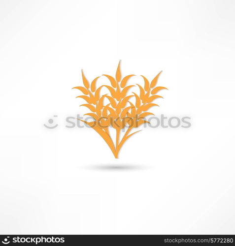 Ears of Wheat, Barley or Rye vector visual graphic icons, ideal for bread packaging, beer labels etc.