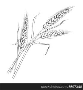 Ears of wheat. Iloated over white. Vector illustration.