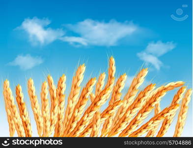 Ears of wheat in front of blue sky. Vector.