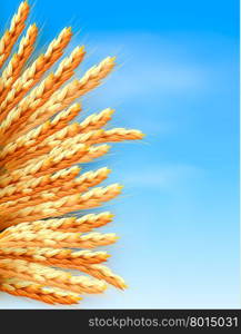 Ears of wheat in front of blue sky. Vector illustration.