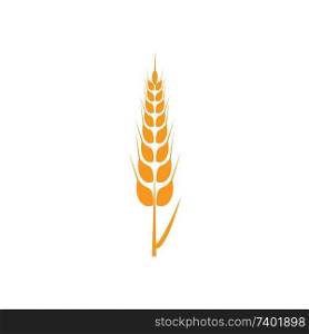 Ears of wheat in front of white background.