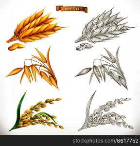 Ears of wheat, oats, rice. 3d realism and engraving styles. Vector illustration