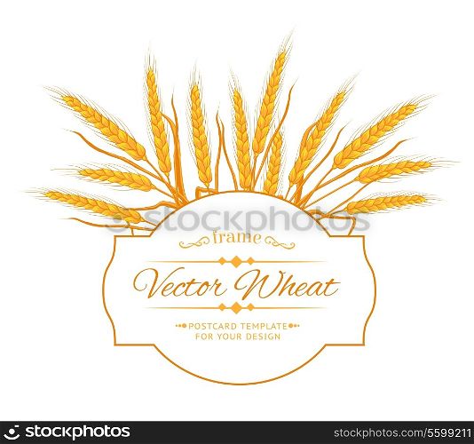 Ears of wheat on white background. Vector illustration.