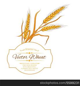 Ears of wheat on white background. Vector illustration.