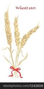 Ears of wheat tied with red bow on white background. Vector illustration.. Ears of wheat tied with red bow on white background