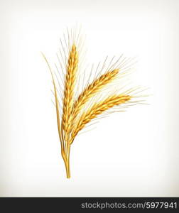 Ears of wheat, vector