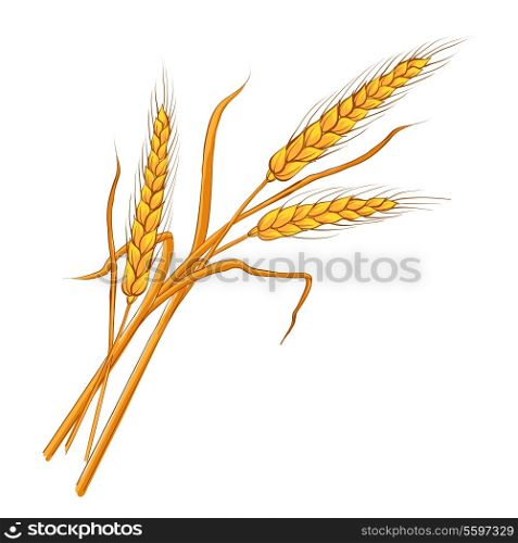 Ears of wheat. Vector eps 10.