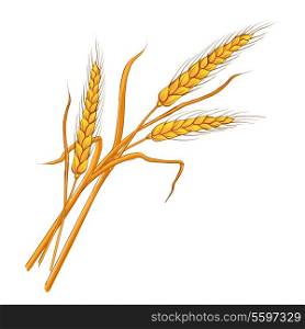 Ears of wheat. Vector eps 10.