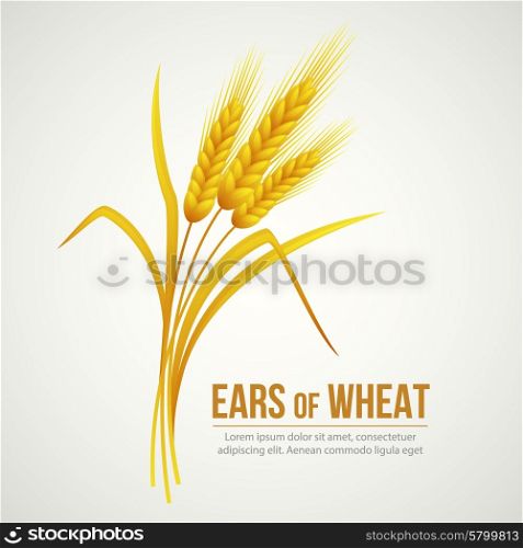 Ears of Wheat. Vector illustration. Ears of Wheat. Vector illustration EPS 10