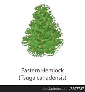 Eastern hemlock icon. Flat illustration of eastern hemlock vector icon for web. Eastern hemlock icon, flat style