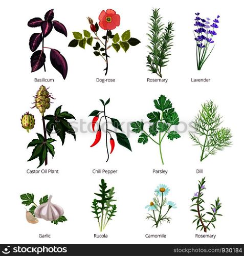 Eating herbs and spices. Healthy organic food and different herbs and flowers valerian rose pharmaceutical vector pictures. Illustration of basilicum and rosemary, lavender and basil. Eating herbs and spices. Healthy organic food and different herbs and flowers valerian rose pharmaceutical vector pictures