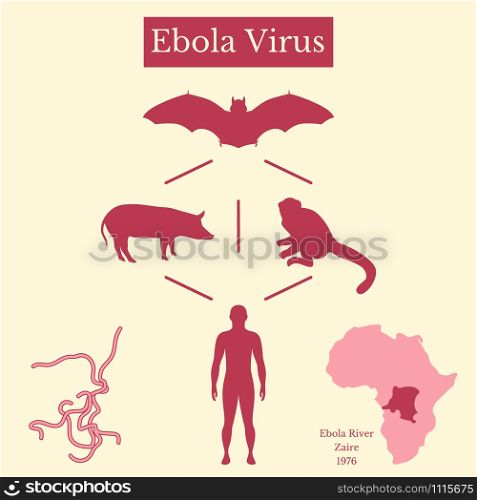 Ebola Virus. Infographics Source of disease. Bat flying fox, Pteropus lylei or Pteropodidae, pig, monkey, man, virus, map of Africa and Zaire. Ebola Virus. Infographics Source of disease