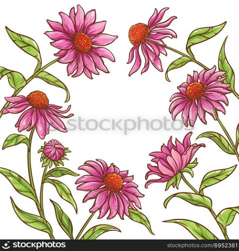 echinace purpurea vector frame. echinace purpurea vector frame on white background