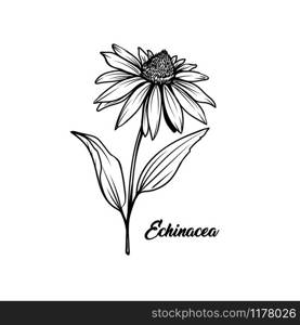 Echinacea black and white vector illustration. Beautiful coneflower decorative freehand drawing. Medical plant, herbal tea ingredient. Botany, homeopathy banner design element with lettering. Echinacea flower hand drawn vector illustration