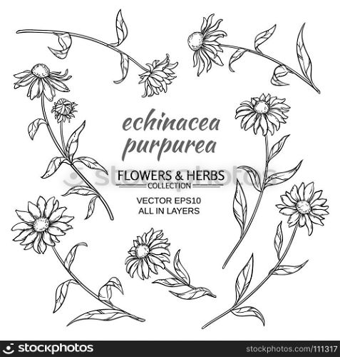 echinacea purpurea vector set. echinacea purpurea vector set on white background