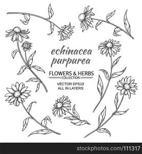 echinacea purpurea vector set. echinacea purpurea vector set on white background