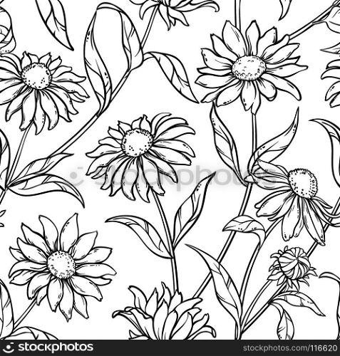 echinacea seamless pattern. echinacea plant vseamless pattern on white background