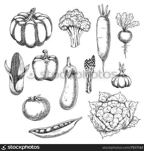 Eco food sketch illustration with organic farm broccoli, pumpkin, tomato, bell pepper, eggplant, corn, sweet peas, garlic, cauliflower, beet, asparagus and daikon vegetables. Old fashioned recipe book or agriculture theme design usage. Organic vegetables sketch for agriculture design