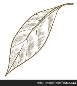 Ecological botany, isolated leaf of plant, shrubs bushes or trees. Summer or spring season. Logotype or emblem for eco friendly products and goods. Monochrome sketch outline. Vector in flat style. Leaf of plant, bush or tree, ecological botany