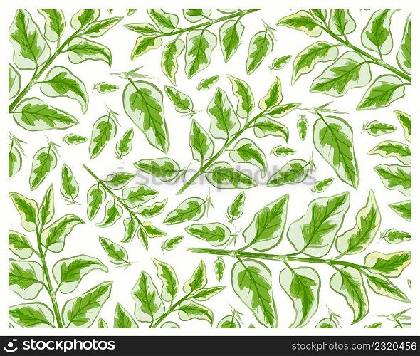 Ecological Concept, Illustration Background of Asystasia Gangetica, Chinese Violet, Coromandel, Creeping Foxglove or Asystasia Leaves.