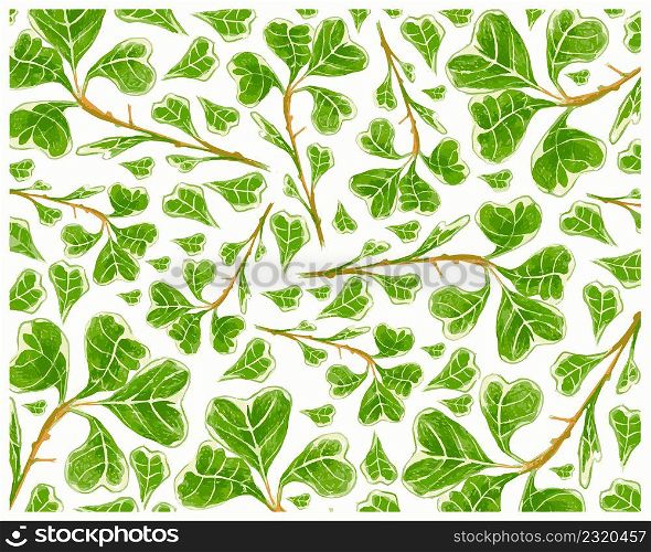 Ecological Concept, Illustration Background of Ficus Deltoidea, Mistletoe Fig or Mistletoe Rubber Plant for Garden Decoration.