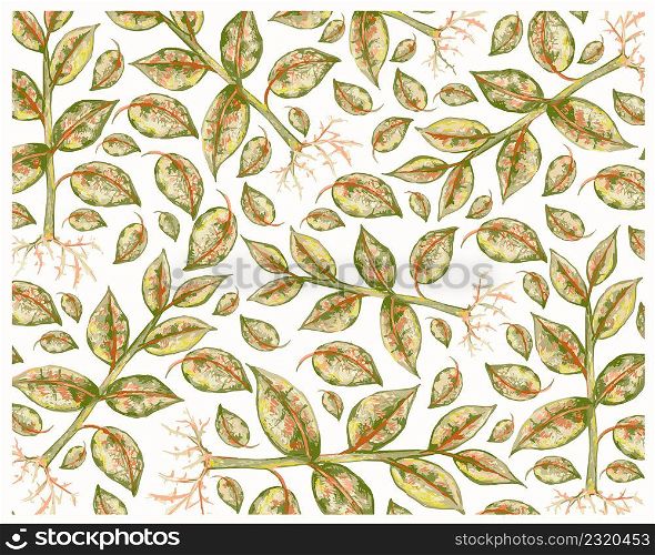Ecological Concept, Illustration Background of Ficus Elastica, The Rubber Fig, or Indian Rubber Bush Plant on White Background for Garden Decoration.