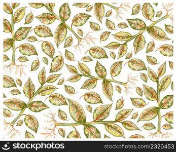 Ecological Concept, Illustration Background of Ficus Elastica, The Rubber Fig, or Indian Rubber Bush Plant on White Background for Garden Decoration.