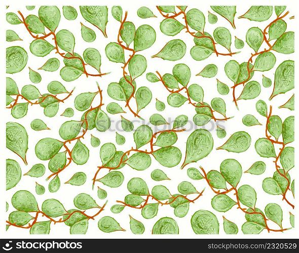 Ecological Concept, Illustration Background of Green Leaves Dischidia Nummularia Variegata Creeper Plants.