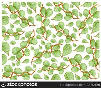 Ecological Concept, Illustration Background of Green Leaves Dischidia Nummularia Variegata Creeper Plants.