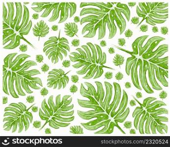 Ecology Concepts, Green Leaves of Swiss Cheese Plants or Monstera Deliciosa Background.