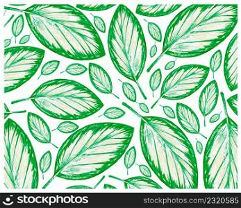 Ecology Concepts, Illustration Background of Beautiful Fresh Green Schumannianthus Dichotomus or Calathea Picturata Leaf Isolated on A White Background.