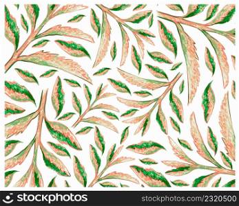 Ecology Concepts, Illustration Background of Beautiful Kalanchoe Tubiflora Succulent Plants for Garden Decoration.