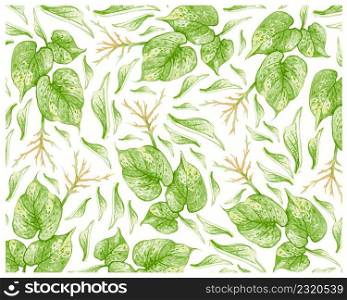 Ecology Concepts, Illustration Background of Golden Pothos, Hunter&rsquo;s Robe, Ivy Arum, Money Plant or Silver Vine Creeper Plant.
