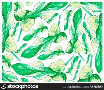 Ecology Concepts, Illustration Background of Green Leaf of Philodendron Bipennifolium or Fiddleleaf Philodendron Plants.