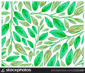 Ecology Concepts, Illustration Background of Green Leaf of Philodendron Melanochrysum Linden Plants.
