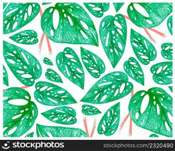 Ecology Concepts, Illustration Background of Window Leaf or Monstera Obliqua Plant.