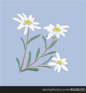 Edelweiss. Flowers and leaves.. Edelweiss flowers. Leontopodium alpinum. Alps symbol Vector illustration