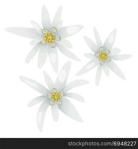 Edelweiss flowers. Leontopodium alpinum.. Edelweiss flowers. Leontopodium alpinum. Alps symbol isolated
