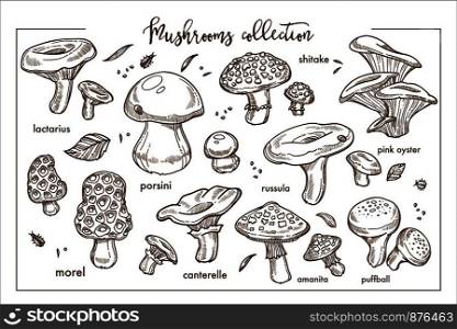 Edible and inedible ripe forest mushrooms monochrome collection. Wild plants used in culinary and dangerous poisonous species sketches isolated cartoon flat vector illustrations set on white.. Edible and inedible ripe forest mashrooms monochrome collection