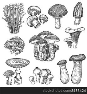 Edible and poisonous forest mushrooms set. Botanical products vector illustration. Hand drawn organic food elements collection. Nature and mushrooms concept