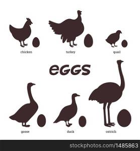 Edible eggs. silhouettes of different birds, chicken, duck, turkey, quail, goose, ostrich and their eggs on a white background. Flat style vector illustration. Edible eggs. silhouettes of different birds, chicken, duck, turkey, quail, ostrich and their eggs on a white background. Flat style vector illustration