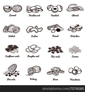 Edible nuts and seeds vector icons. Protein healthy food set of nuts almond and peanut, walnut organic illustration. Edible nuts and seeds vector icons. Protein healthy food set