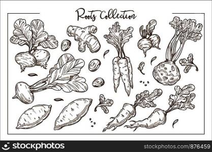 Edible organic roots grown at farm monochrome collection. Sweet beetroot, healthy ginger, crispy carrot, fresh celery and ripe reddish isolated cartoon vector illustrations on white background.. Edible organic roots grown at farm monochrome collection