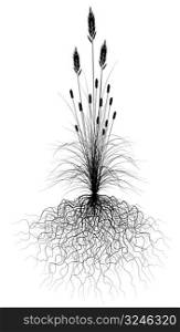 Editable vector flowering grass silhouette with root system. Hi-res jpeg file included.