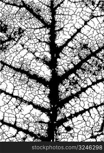 Editable vector grunge pattern of leaf veins