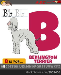 Educational cartoon illustration of letter B from alphabet with bedlington terrier purebred dog animal character