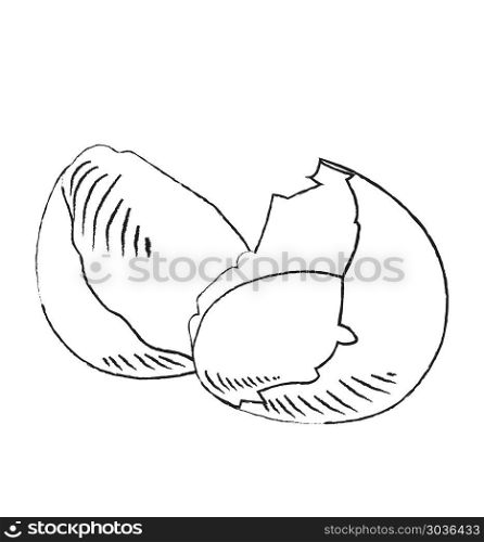 Egg vector icon isolated sketch pictogram broken egg and shells . Egg vector icon isolated sketch pictogram broken egg and shells sketch icon for infographic
